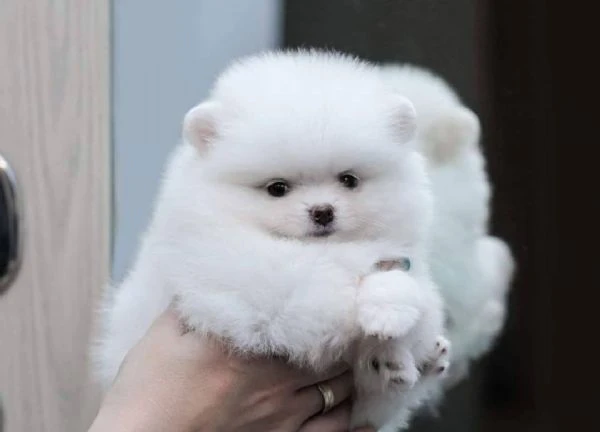 bellissimi cuccioli di volpino pomeranina | Foto 1