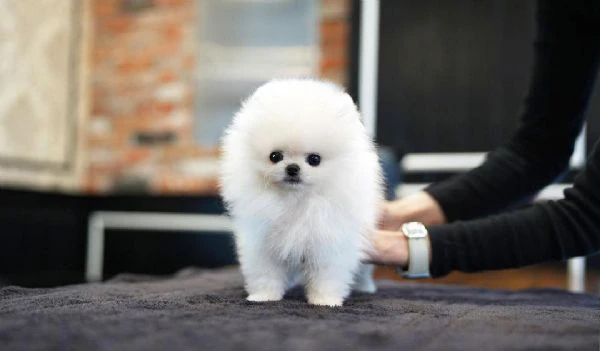 bellissimi cuccioli di volpino pomeranina | Foto 0