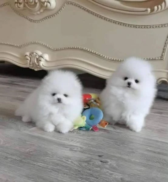 bellissimi cuccioli di volpino pomeranina