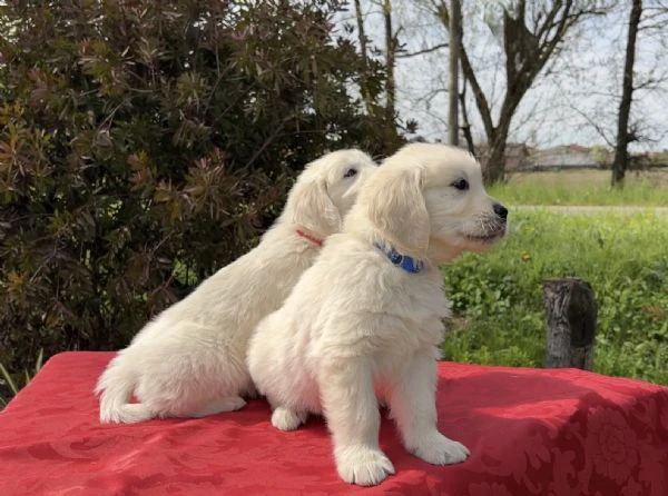 cuccioli di golden retriever | Foto 3