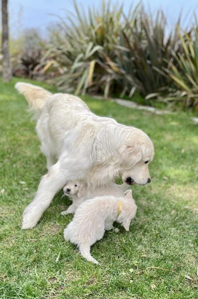cuccioli di golden retriever | Foto 2