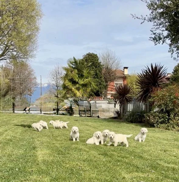 cuccioli di golden retriever | Foto 0