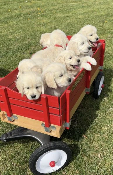cuccioli di golden retriever