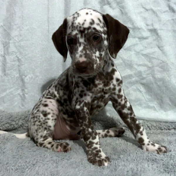 bellissimi cuccioli di dalmata