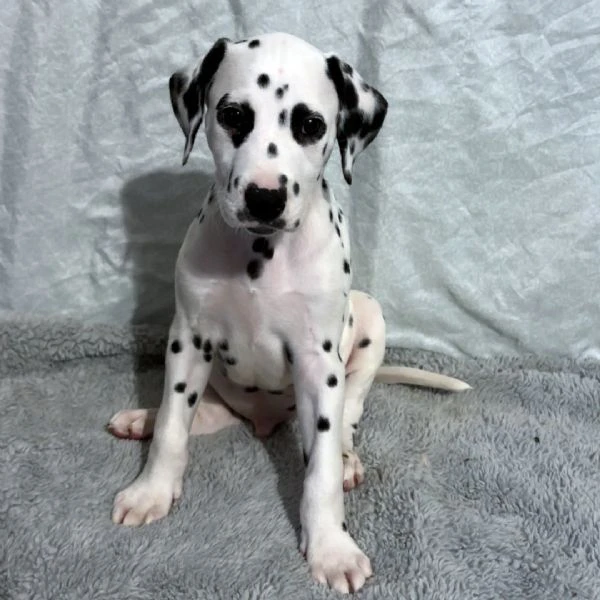 bellissimi cuccioli di dalmata | Foto 0