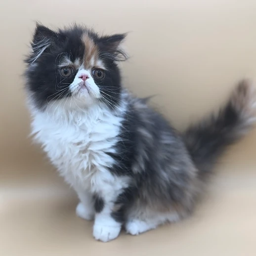 gattini persiano | Foto 0