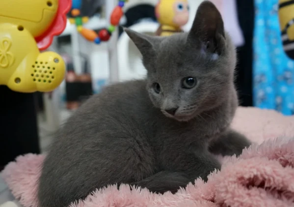 bellissimo cucciolo di blu di russia