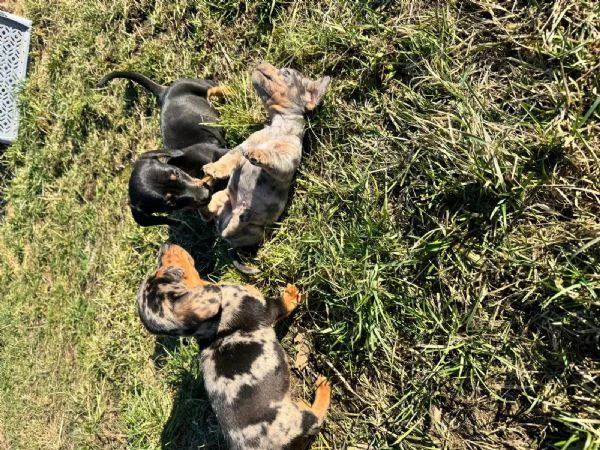 bellissimi cuccioli di bassotto tedesco