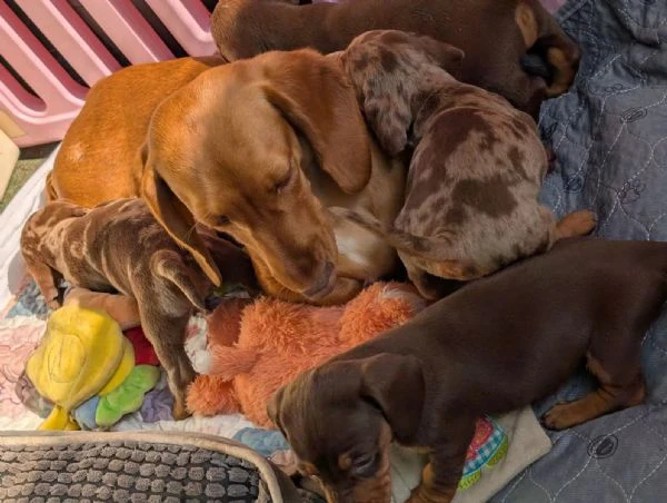 bellissimi cuccioli di bassotto tedesco | Foto 0