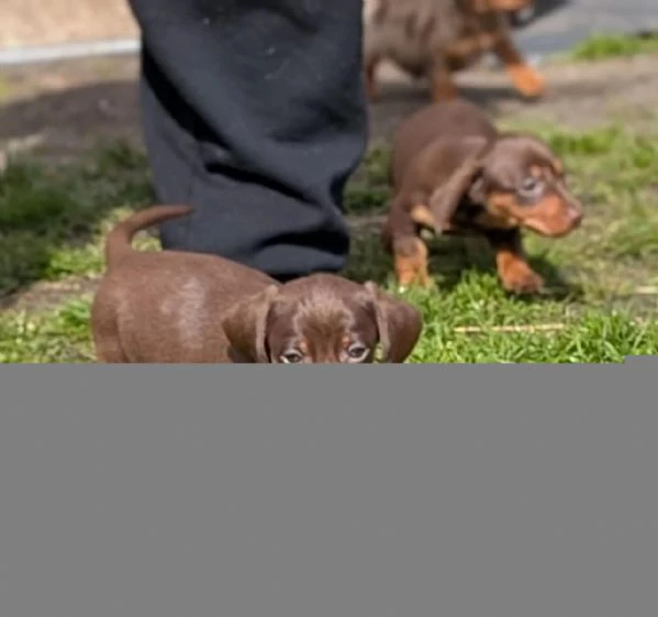 bellissimi cuccioli di bassotto. i cuccioli