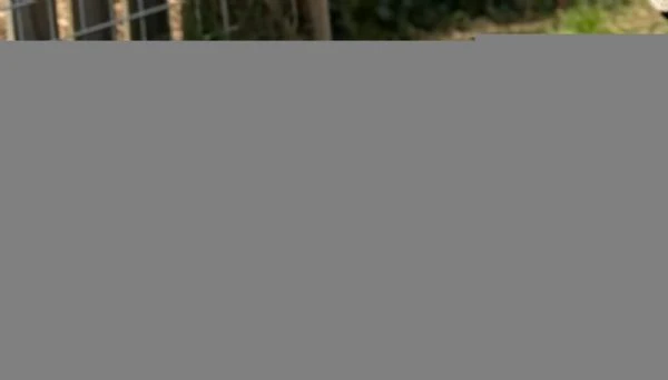 bellissimi cuccioli di bassotto. i cuccioli | Foto 4