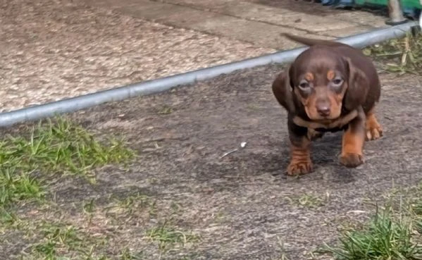meravigliosi cuccioli di bassotto nano | Foto 2