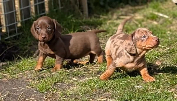 meravigliosi cuccioli di bassotto nano | Foto 1