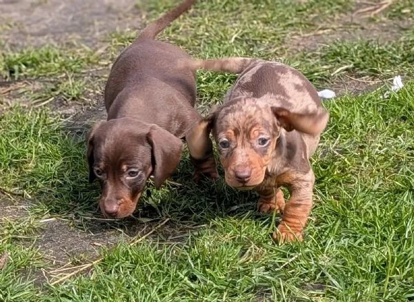 meravigliosi cuccioli di bassotto nano | Foto 0