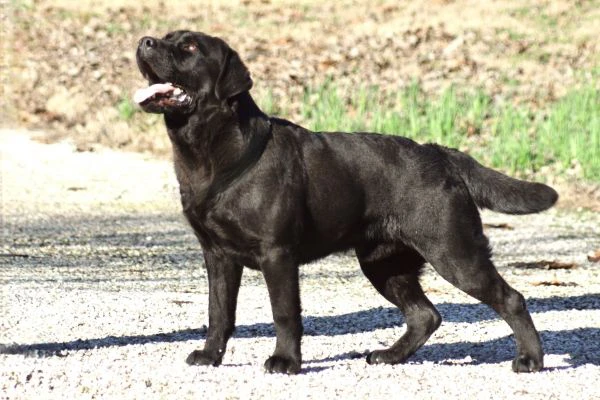 cuccioli di labrador retriever choco e nero  | Foto 2