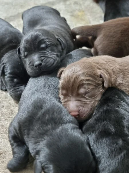 cuccioli di labrador retriever choco e nero  | Foto 0
