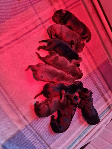 cuccioli di labrador retriever choco e nero 