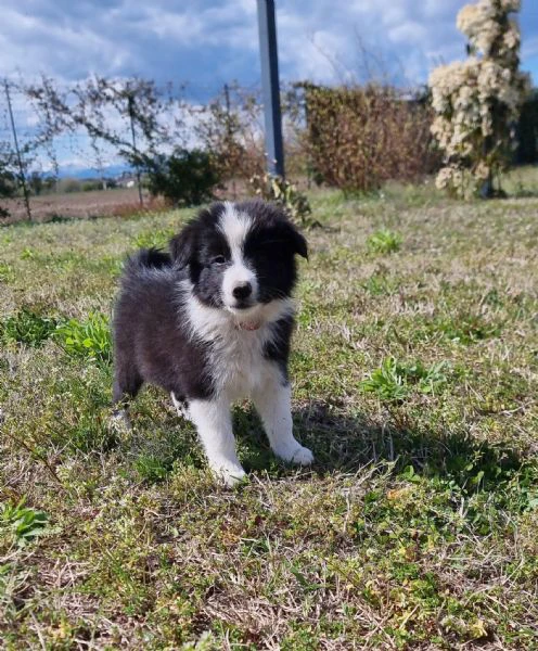 maschietti di border collie alta genealogia  | Foto 0