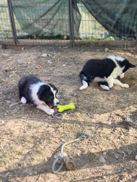 maschietti di border collie alta genealogia 