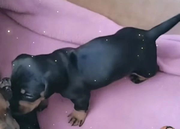 ultimi bassotti maschi  | Foto 1