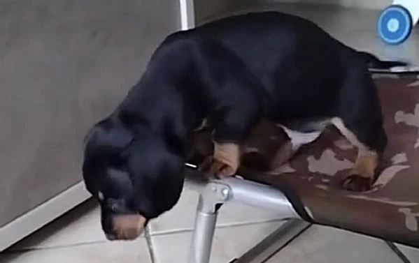 ultimi bassotti maschi  | Foto 0