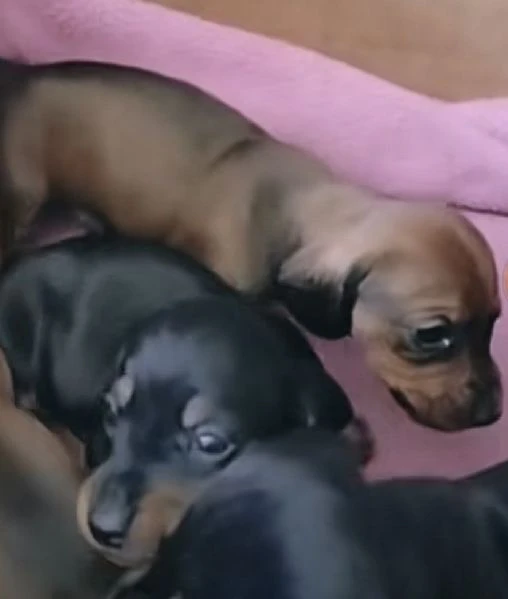 ultimi bassotti maschi 