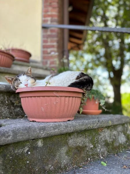 briggì come brigitte bardot ma in calabrese