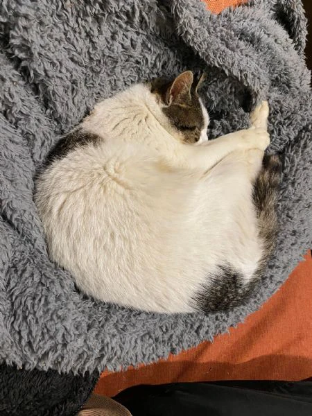 briggì come brigitte bardot ma in calabrese | Foto 2