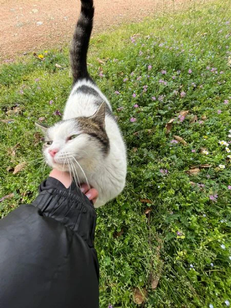 briggì come brigitte bardot ma in calabrese | Foto 1