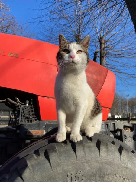 briggì come brigitte bardot ma in calabrese | Foto 0