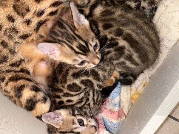 bengala brown | Foto 4