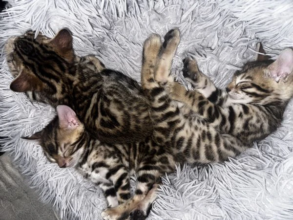 bengala brown | Foto 3