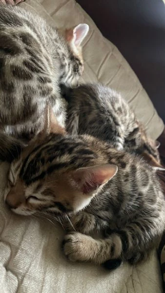 bengala brown | Foto 2