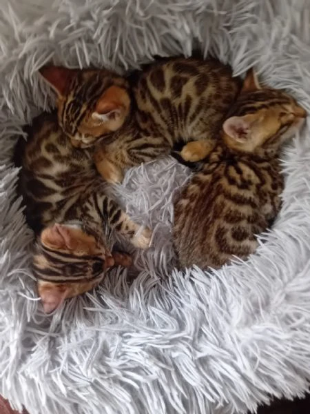 bengala brown | Foto 1