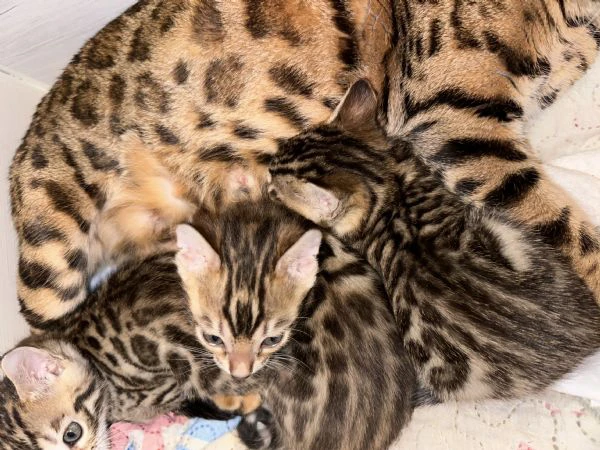 bengala brown | Foto 0