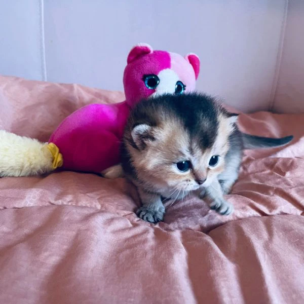 gattini scottish  | Foto 5