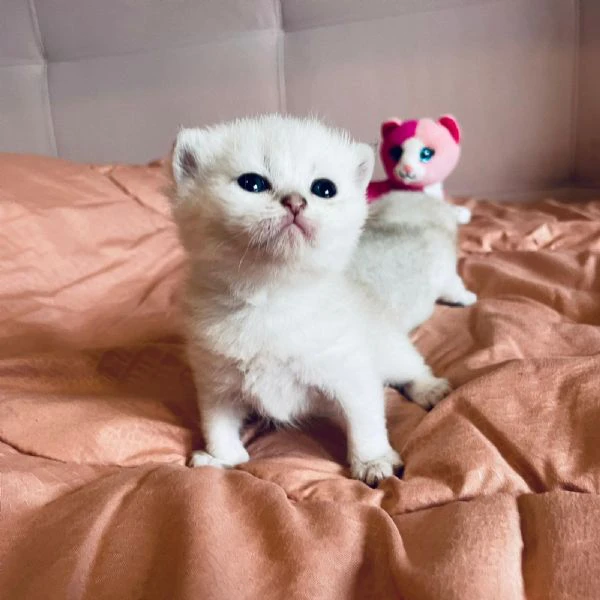 gattini scottish  | Foto 4