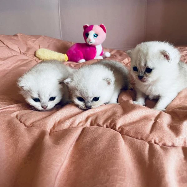 gattini scottish  | Foto 3