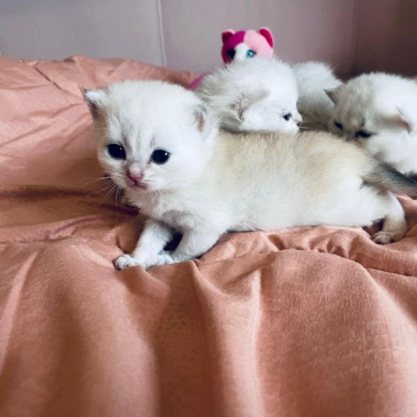 gattini scottish  | Foto 2