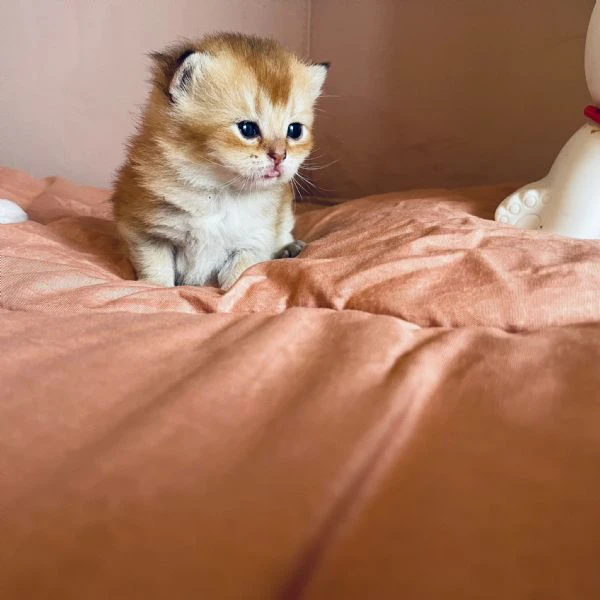 gattini scottish  | Foto 1