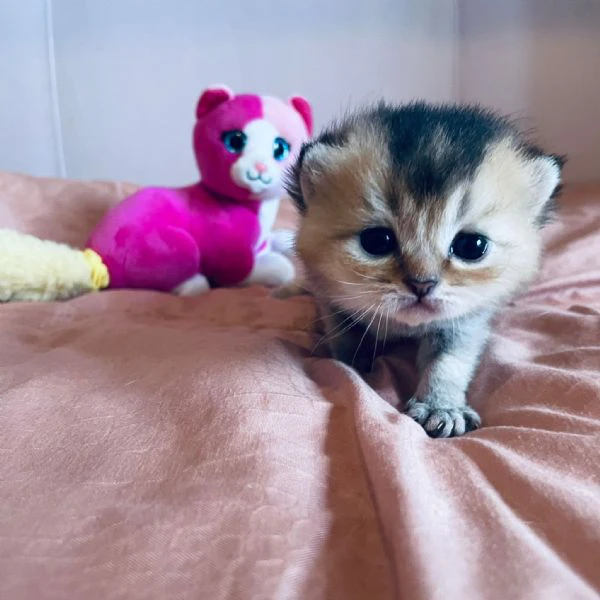 gattini scottish  | Foto 0