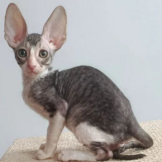 gattini di cornish rex 