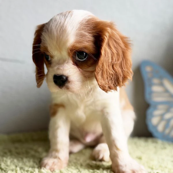 bellissimi cuccioli di cavalier king charles spaniel | Foto 1