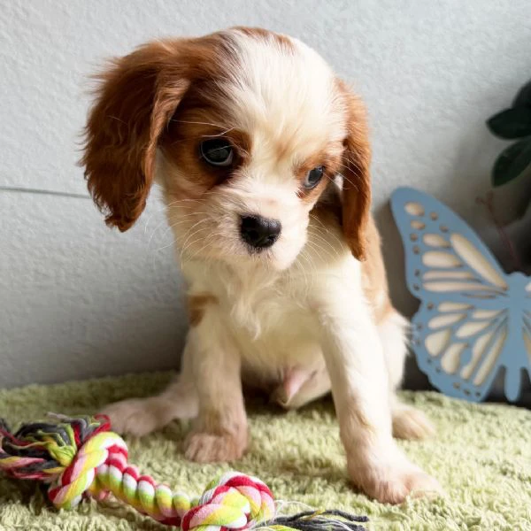bellissimi cuccioli di cavalier king charles spaniel | Foto 0
