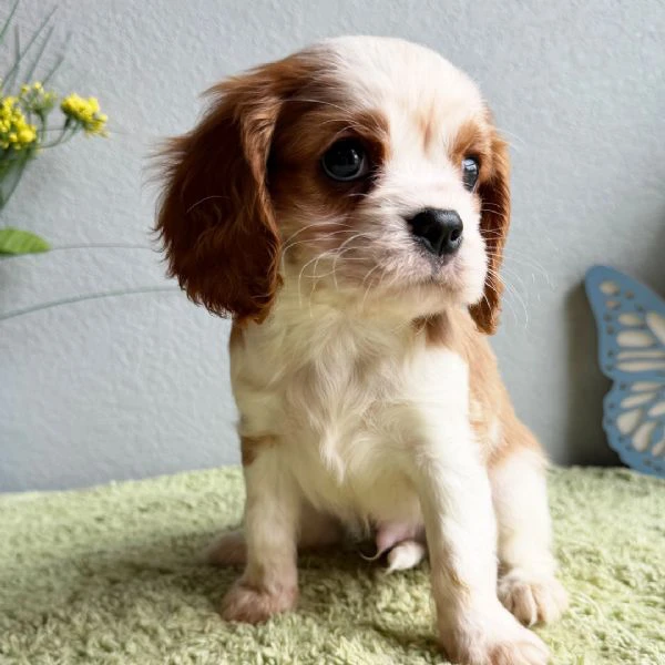 bellissimi cuccioli di cavalier king charles spaniel