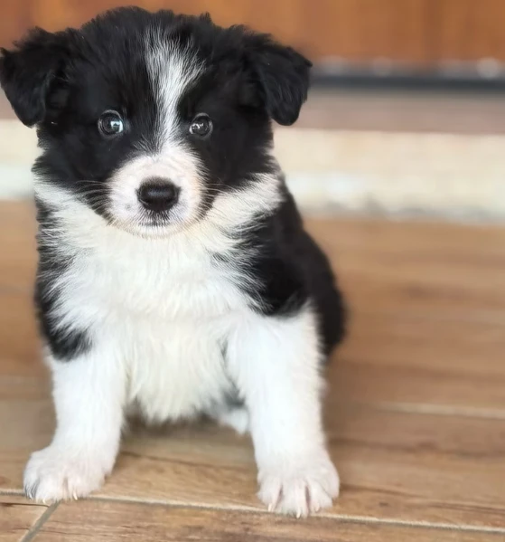 cuccioli border collie  | Foto 0