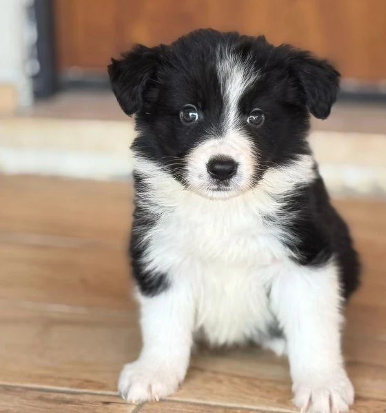 cuccioli border collie 