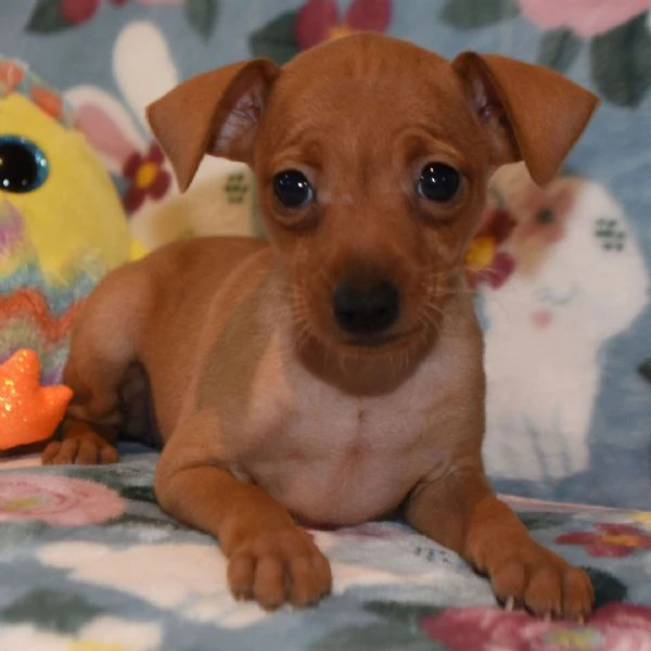 bellissimi cuccioli di pinscher  | Foto 1