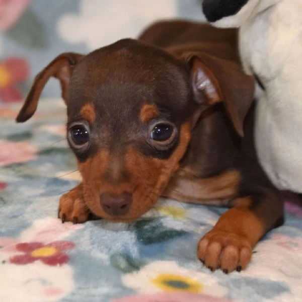 bellissimi cuccioli di pinscher  | Foto 0