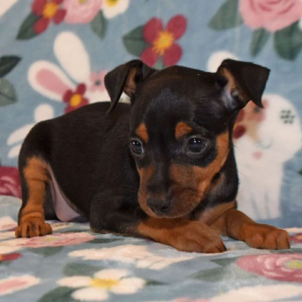 bellissimi cuccioli di pinscher 